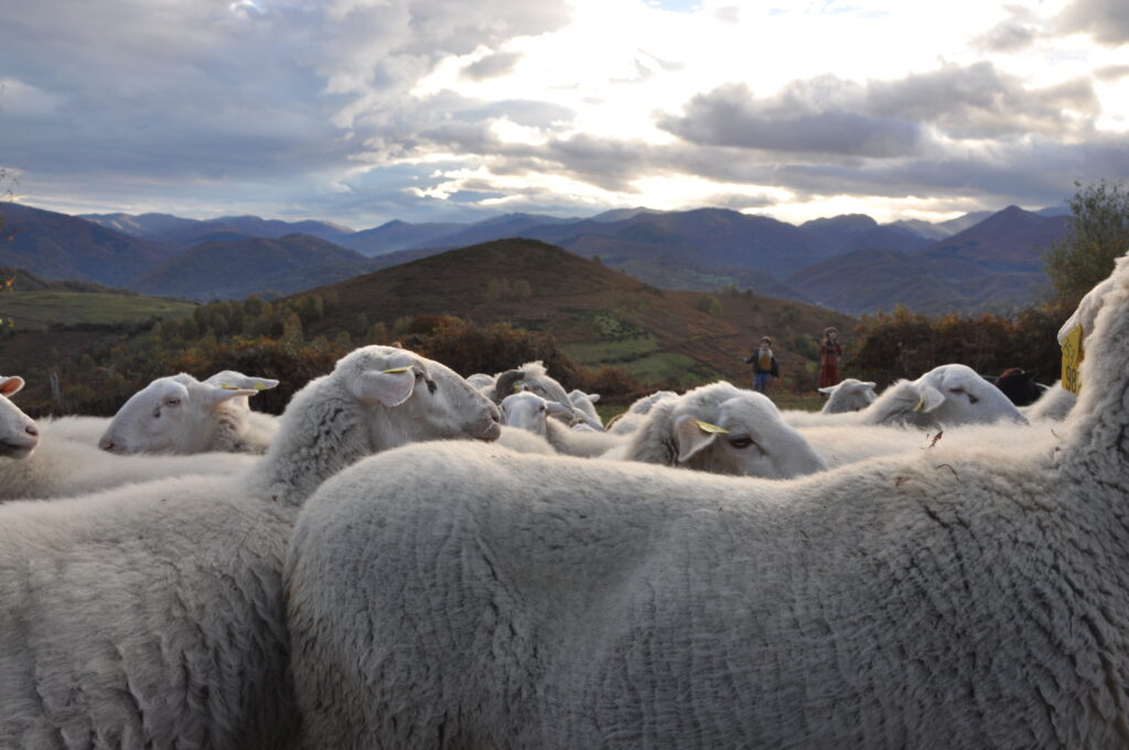 moutons