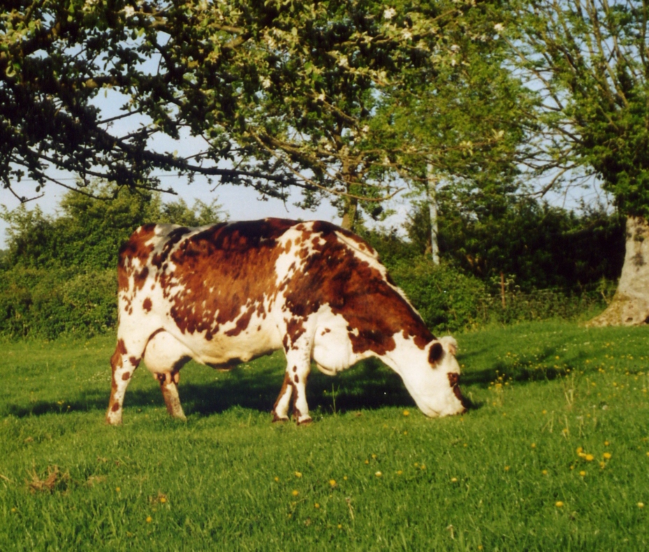Listing cover image