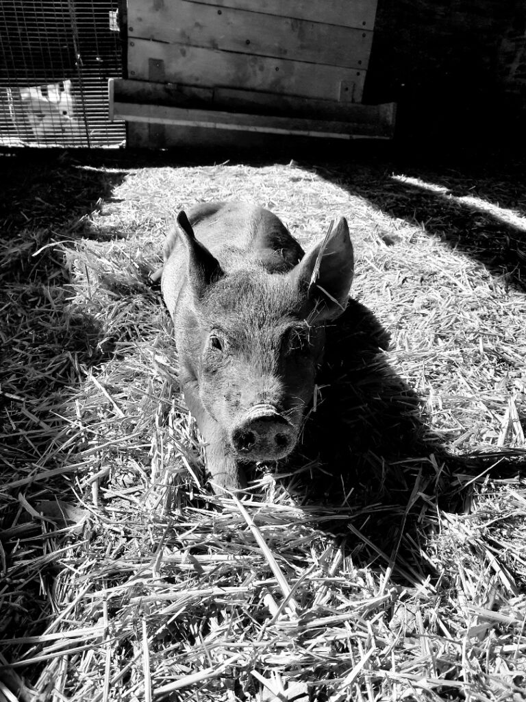 resized 20230325 102107 2.jpeg