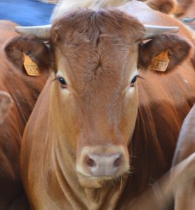 vache