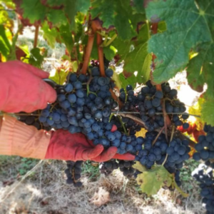 vigne grappe de raisins